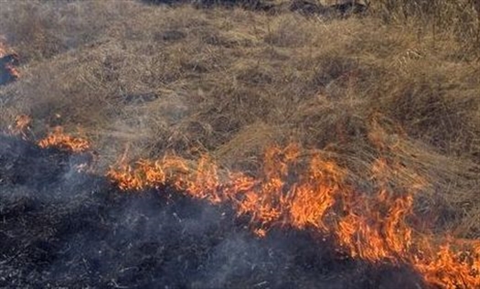В поселке Падовка сгорело 4 га сухой травы и мусора