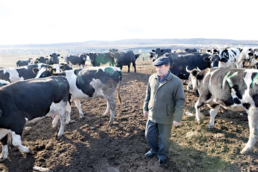Качественное улучшение поголовья скота – один из приоритетов для СПК им. Калинина.