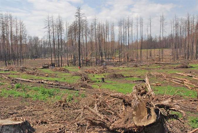 В начале прошлого года здесь был густой лес