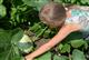 Выращиваем бахчевые культуры на шести сотках 