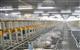 Агрохолдинг "Йола" строит свинокомплекс на 44 тыс. голов в Марий Эл