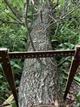 Лесные вандалы уничтожили вековой дуб в Ставропольском районе