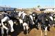 В Шенталинском районе выделят 5,2 тыс. га под строительство молочной фермы 