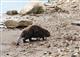На берегу Волги в Самаре нашли бобра, испачканного нефтью