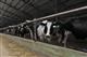 Молочная ферма "Экопродукт" планирует увеличить поголовье и расширить производственные мощности