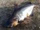 В районе Тольятти мужчина поймал в Волге  сомовью акулу