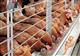 Минсельхоз РФ отметил Пензенскую область среди регионов, обеспечивших рост производства мяса птицы