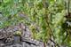 Правила осеннего ухода за виноградной лозой