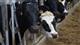 В Самарской области открылась новая молочная ферма
