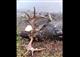 В "Самарской Луке" нашли убитого лося