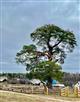 Сосна в деревне Чабишур может стать Деревом года России 