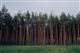 Саратовские леса защитят от пожаров за 120 млн рублей
