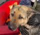 В Самарской области специалисты МЧС спасли собаку