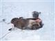 Жителя Сызранского района подозревают в незаконном убийстве лося