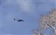 Над Ульяновской областью сбили три вражеских БПЛА
