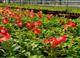 В 2020 г. в Самаре высадят 1 млн цветов