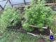 Сызранец попал под уголовное дело за выращивание и хранение марихуаны