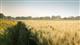 Хлеборобы Балашовского района подходят к отметке в 200 тысяч тонн зерна