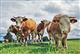 Мясное скотоводство станет основой развития сельских территорий