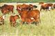 ООО "Чистый продукт" возводит комплекс по разведению мясного крупного рогатого скота