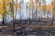 В Тольятти тушат низовой пожар в лесу