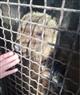 В тольяттинском кафе держали живого медвежонка как развлечение