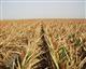 Засуха приведет к повышению цен практически на все аграрные культуры 