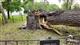 В парке Гагарина рухнул 300-летний дуб