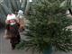 Определены места, где в Самаре будут торговать новогодними елками