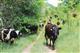 Молочная ферма в Екатериновке живет надеждой на будущее
