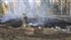 Более 130 человек тушат крупный пожар в Новобуянском лесничестве