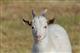Создание Музея козы в Самаре просубсидируют из облбюджета