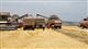 Агрохолдинг "Зерно Жизни" уже собрал 150 тысяч тонн зерновых