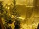 Полицейские Жигулевска обнаружили лабораторию по выращиванию конопли в гараже