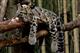 Краснокнижные леопарды впервые за 50 лет появились в Московском зоопарке 