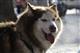 В Самаре на "Чайке" пройдет Рождественская гонка на собачьих упряжках