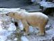 Лыжня России, День белого медведя и праздничные гуляния: что ждет жителей и гостей Поволжья в зимний период 