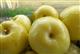 Предприятие "Сургутское" заготовило 35 тонн моченых яблок