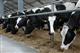 В Нижегородской области открылся животноводческий комплекс почти на 450 дойных коров