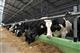 В Ставропольском районе может появиться комплекс из трех ферм и цеха по переработке молока