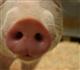 По факту обнаружения в Красноярском районе трупов свиней возбуждено уголовное дело