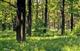 В Удмуртии будет снят запрет на посещение лесов