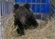 В Кировской области спасенного медвежонка поселили на охотбазе в Оричевском районе