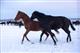 В Красноярском районе обсудили развитие коневодства