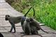 Турист из Португалии не стал распространителем оспы обезьян