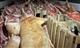 Таможенники из Самары задержали на границе с Казахстаном 19 тонн контрабандной свинины