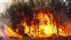 Локализован пожар в нацпарке Бузулукский Бор в Самарской области