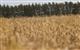 В Мордовии собрали 1 млн тонн зерна