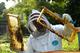 Башкирия лидирует в ПФО по пчеловодству