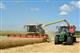 В Оренбуржье намолочено 3,8 млн тонн зерна нового урожая